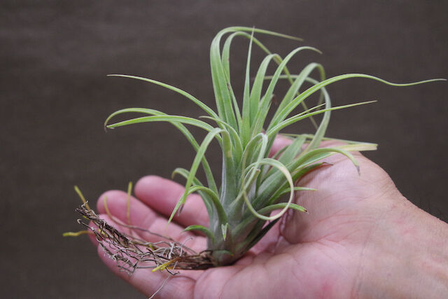 ローランドゴッセリニー × イオナンタギガンテ 02号 | air-plants TENGU-DO