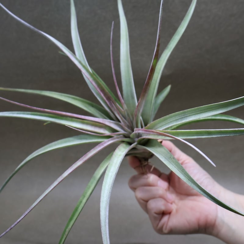 アズテックファイヤー （シャッツリー × クズマエ ) 07号 | air