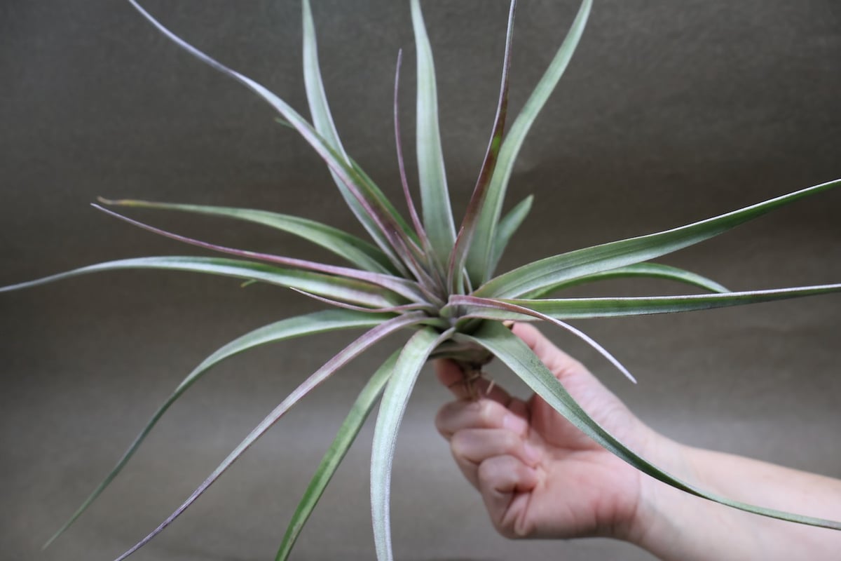 アズテックファイヤー （シャッツリー × クズマエ ) 07号 | air-plants