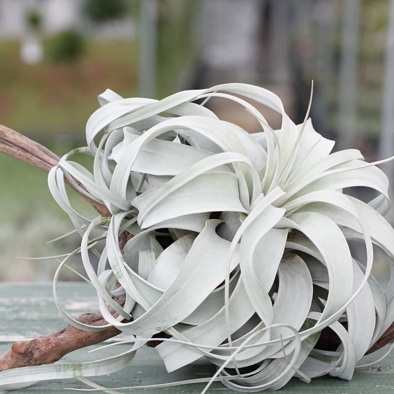 スタッフ特選】キセログラフィカ ロングリーフ A号 | air-plants TENGU-DO