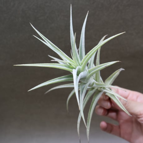 CATEGORY 品種名：M/N/O/P | air-plants TENGU-DO