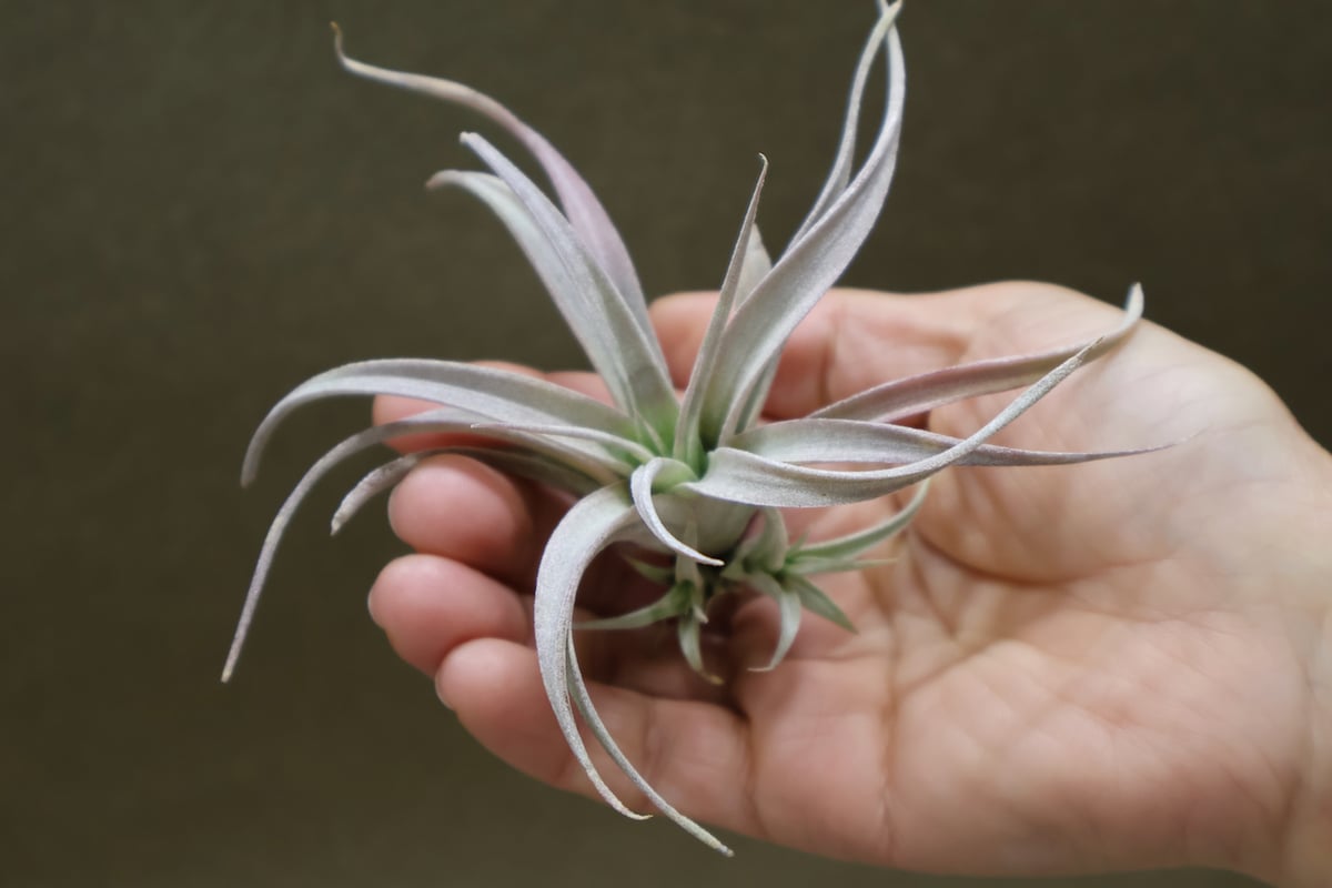 チアペンシス ギガンテスコ 13号 | air-plants TENGU-DO