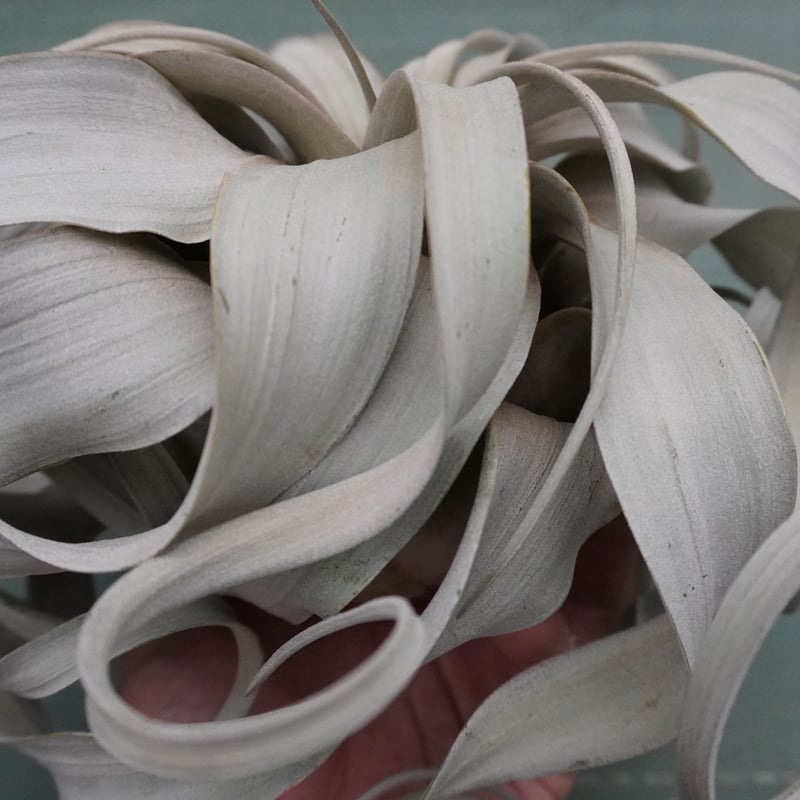 キセログラフィカ M-Lサイズ 特選【スタッフ特選】 | air-plants TENGU-DO