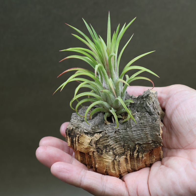 イオナンタ ヴァリエガータ 08号 | air-plants TENGU-DO