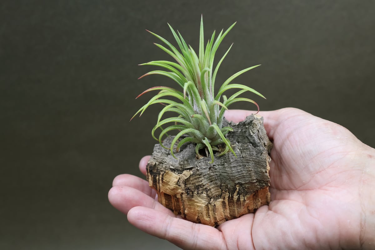 イオナンタ ヴァリエガータ 08号 | air-plants TENGU-DO