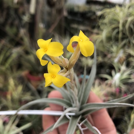 CATEGORY 品種名：I/J/K/L | air-plants TENGU-DO