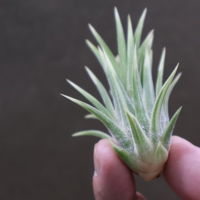 イオナンタ アルボマージナータ Sサイズ 42号 | air-plants TENGU-DO