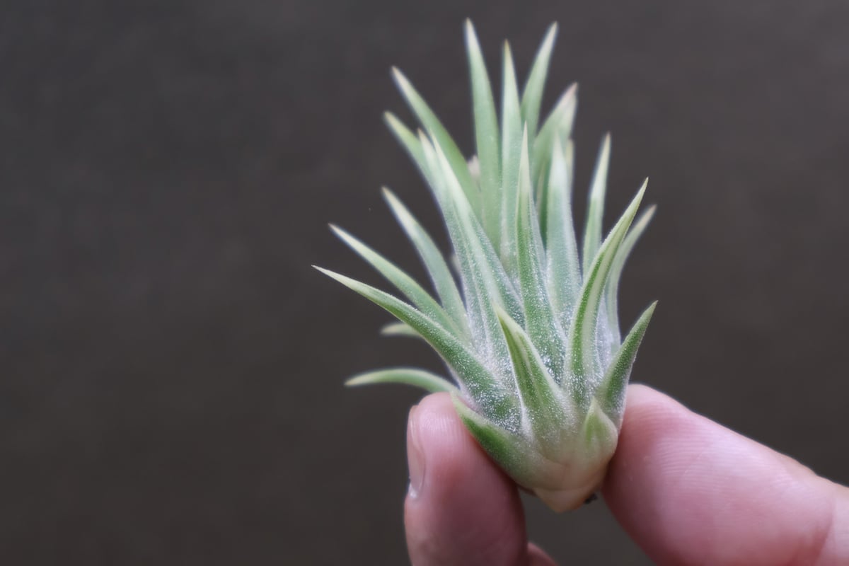 イオナンタ アルボマージナータ Sサイズ 42号 | air-plants TENGU-DO