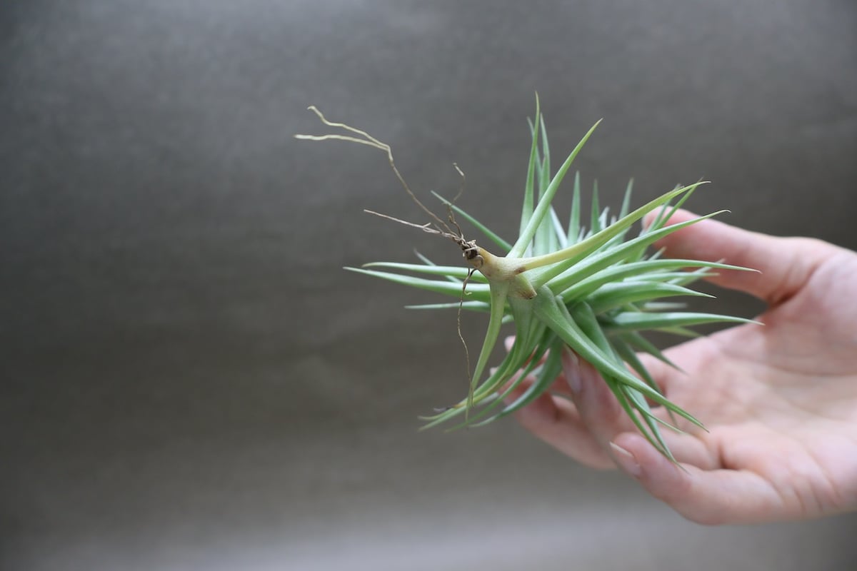 アエラントス グリーンジェム クランプ 12号 | air-plants TENGU-DO