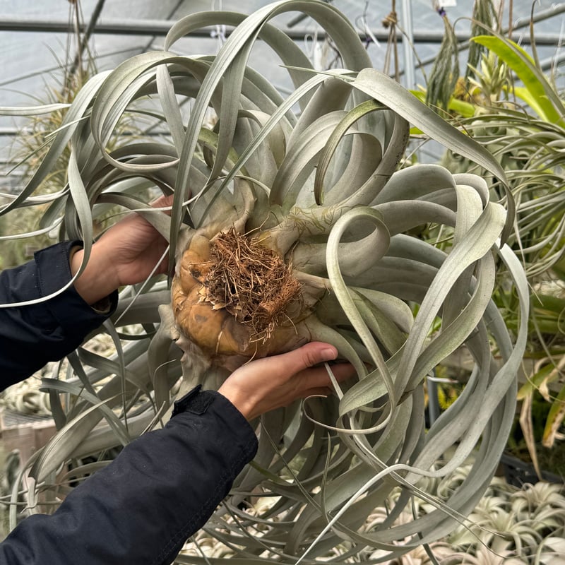 キセログラフィカ 特大2X Lサイズ 04号 | air-plants TENGU-DO キセログラフィカ 特大2X Lサイズ 04号 | air-plants TENGU-DO