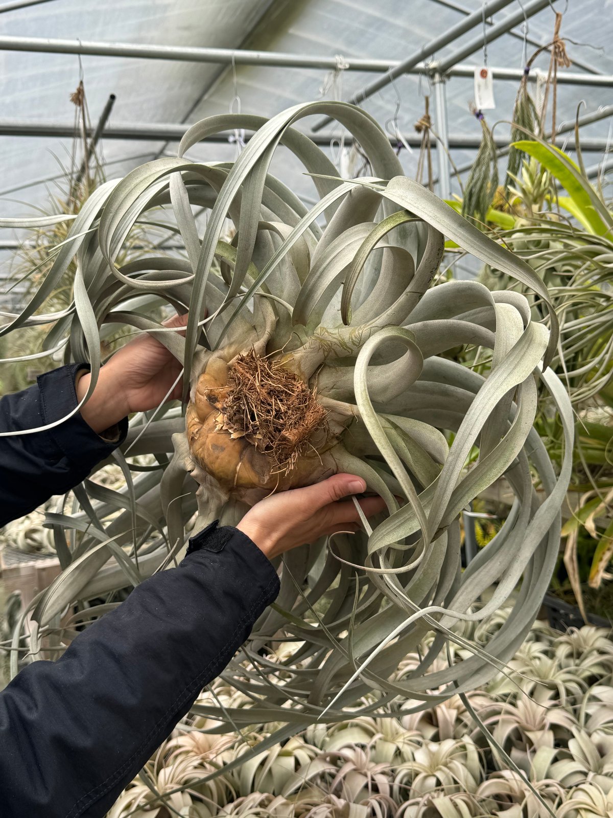 【現品】特大　ティランジア・ドゥラティ（チランジア・ドラティ）２R番 ドゥラティー エアプランツ 現品】特大 ティランジア・ドゥラティ