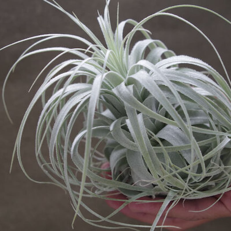 チャペウエンシス・チュリフォルミス　輸入株 チャペウエンシス チュリフォルミス 01号 | air-plants TENGU-DO