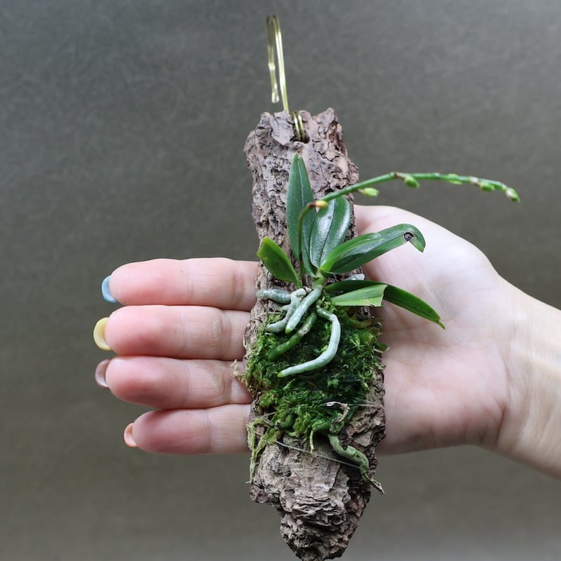 エランギス ルテオアルバ ロードスティクタ 01号 | air-plants TENGU-DO