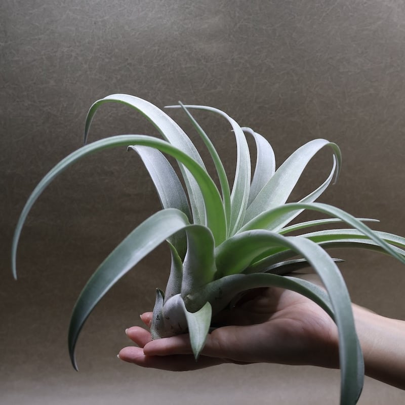 パドレ（ローランドゴッセリニーxチアペンシス）05号 | air-plants