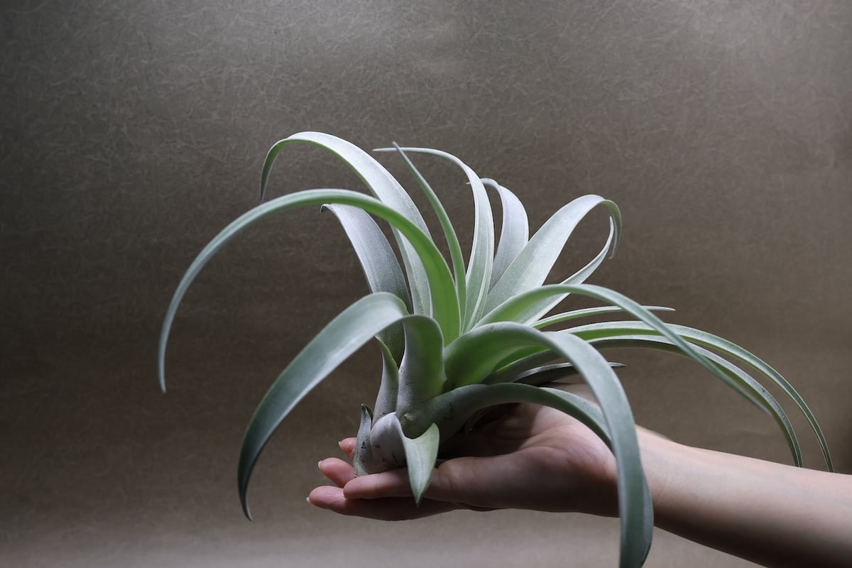 パドレ（ローランドゴッセリニーxチアペンシス）05号 | air-plants