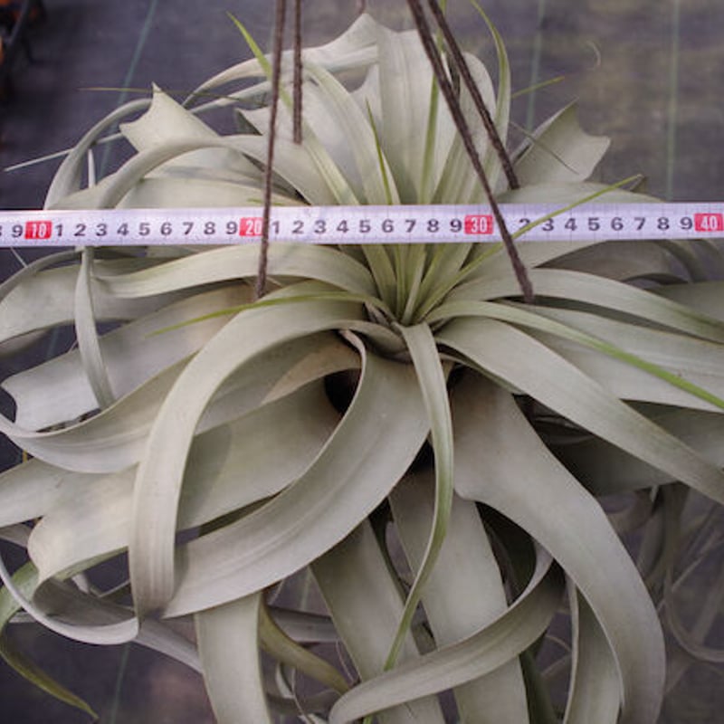 キセログラフィカ 特大2X Lサイズ 03号 | air-plants TENGU-DO