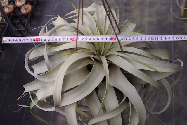 キセログラフィカ 特大2X Lサイズ 03号 | air-plants TENGU-DO