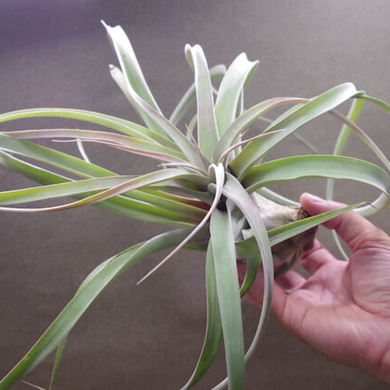 ブラキカウロス × キセログラフィカ XL 13号 | air-plants TENGU-DO ブラキカウロス × キセログラフィカ XL 13号 | air-plants TENGU-DO