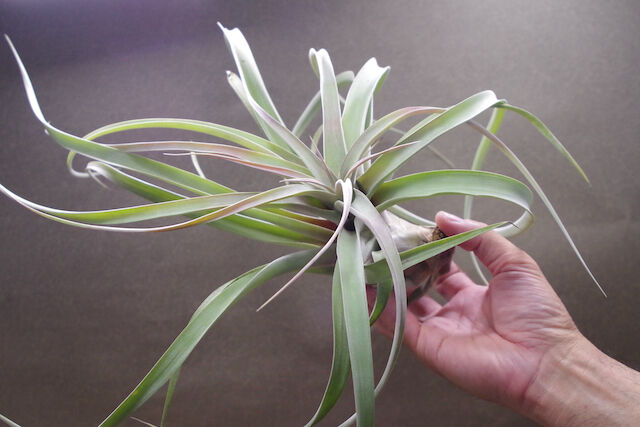 ブラキカウロス × キセログラフィカ XL 13号 | air-plants TENGU-DO
