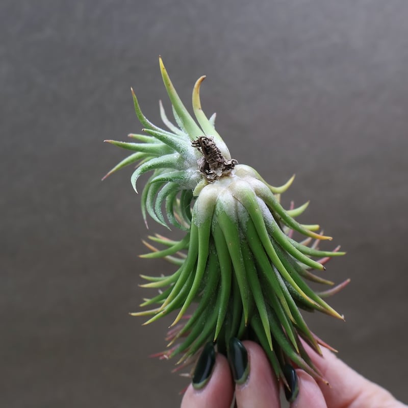 イオナンタ ウアメルラ 66号 | air-plants TENGU-DO