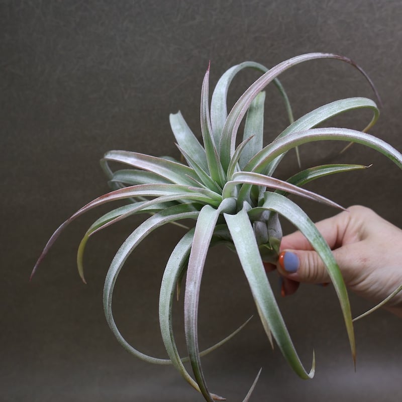 キセログラフィカ × イオナンタバンハイニンギー 06号 | air-plants