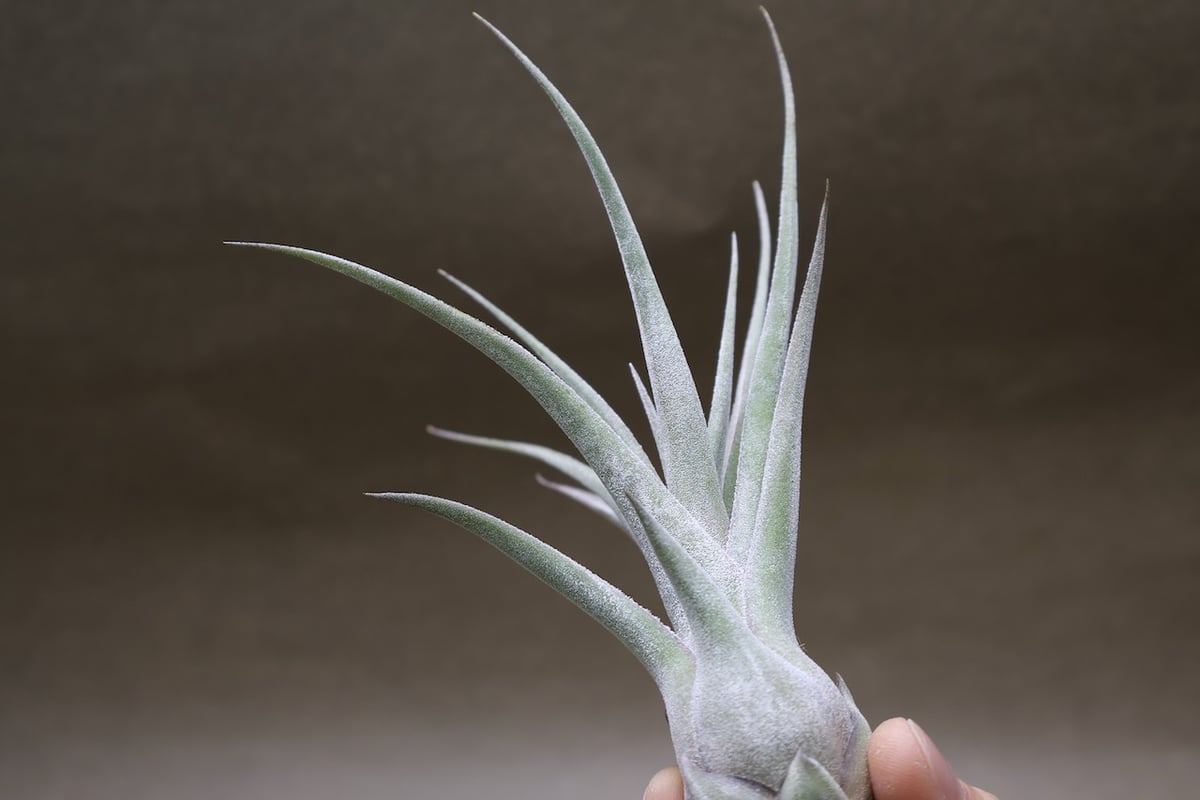 ストレプトフィラ x セレリアナ 03号 | air-plants TENGU-DO