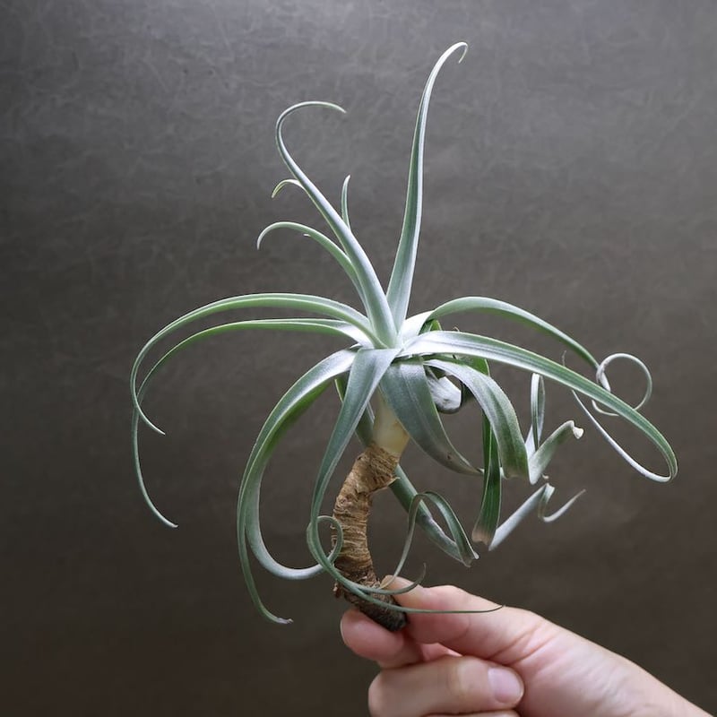 デュラティ×ガルドネリ 04号 | air-plants TENGU-DO