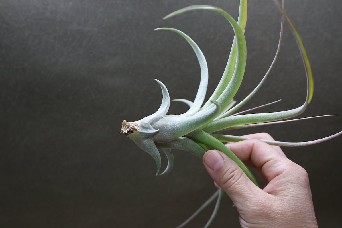 ブロメリア・エアープランツ Deuterocohnia sp. Tuchman ex. Bill