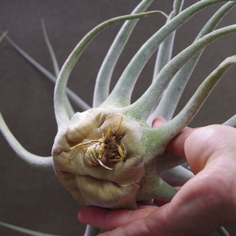 エーレルシアナ 特大サイズ 01号 | air-plants TENGU-DO