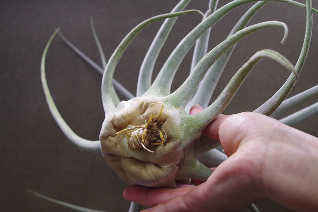 エーレルシアナ 特大サイズ 01号 | air-plants TENGU-DO