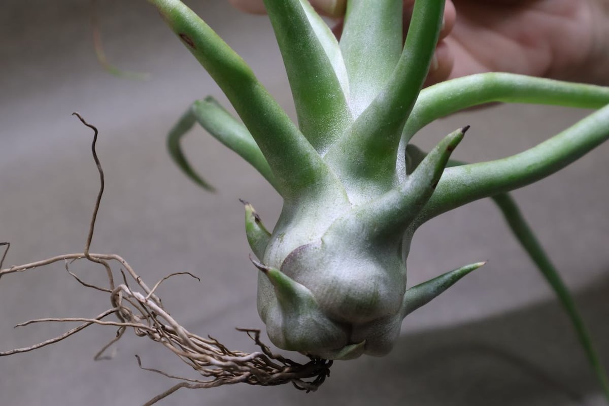 レックス（ショータイム x ゴルゴン）02号 | air-plants TENGU-DO