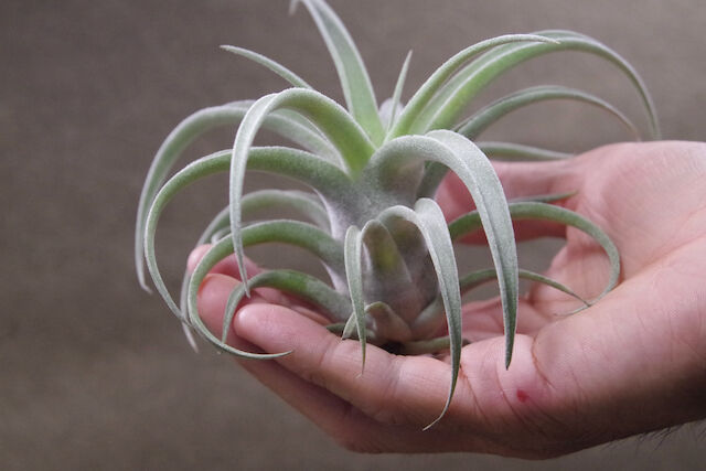 エアプランツ ルシール チランジア・ルシール Tillandsia Lucille (T