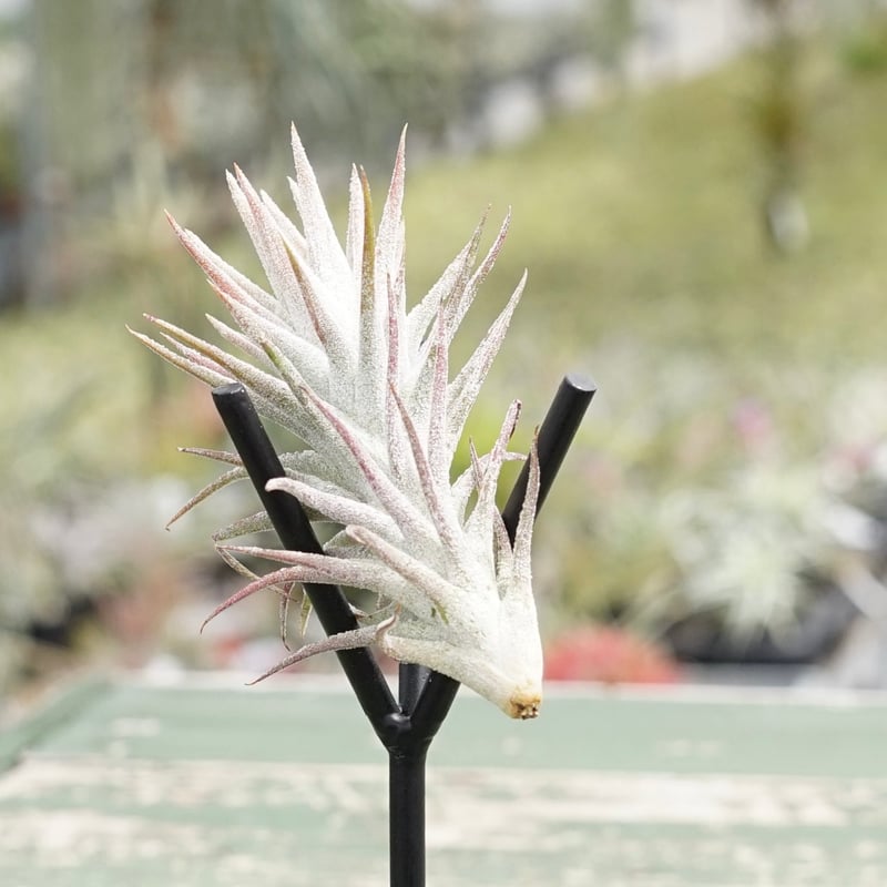 スタッフ特選】イオナンタ バンハイニンギー B号 | air-plants TENGU-DO