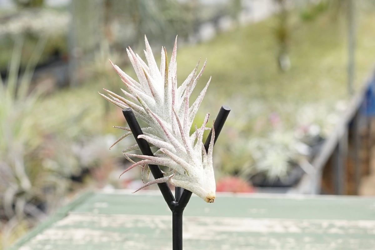 ★残り一株★バンハイニンギーバリエガータ② スタッフ特選】イオナンタ バンハイニンギー B号 | air-plants TENGU-DO