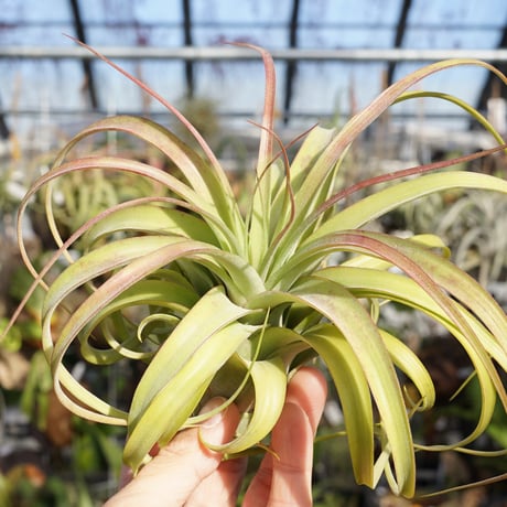 CATEGORY 交配種 | air-plants TENGU-DO