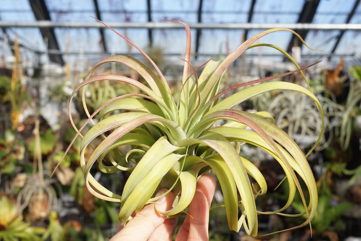 スタッフ特選】ブラキカウロス × ストレプトフィラ | air-plants TENGU-DO