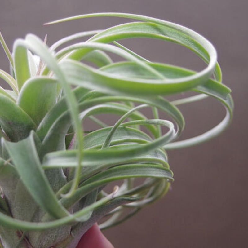 コンコロール × ストレプトフィラ 11号 | air-plants TENGU-DO