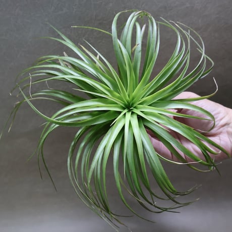 CATEGORY エアープランツ（ティランジア） | air-plants TENGU-DO