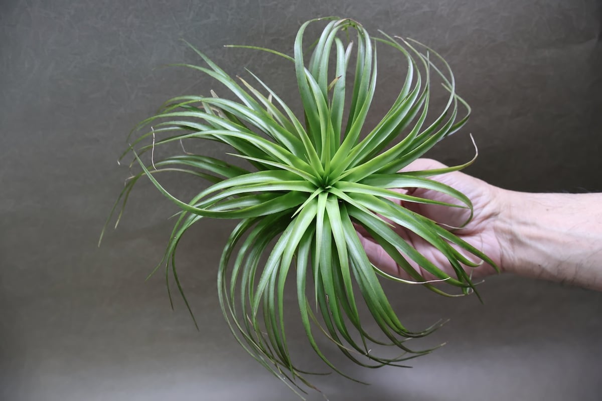 ブラキカウロス シュプリーム 09号 | air-plants TENGU-DO