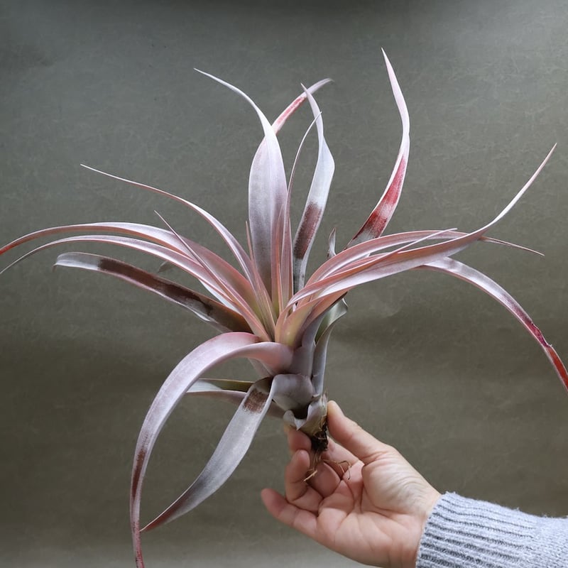 キセログラフィカ ×カピタータ マロン 07号 | air-plants TENGU-DO キセログラフィカ ×カピタータ マロン 07号 | air-plants TENGU-DO