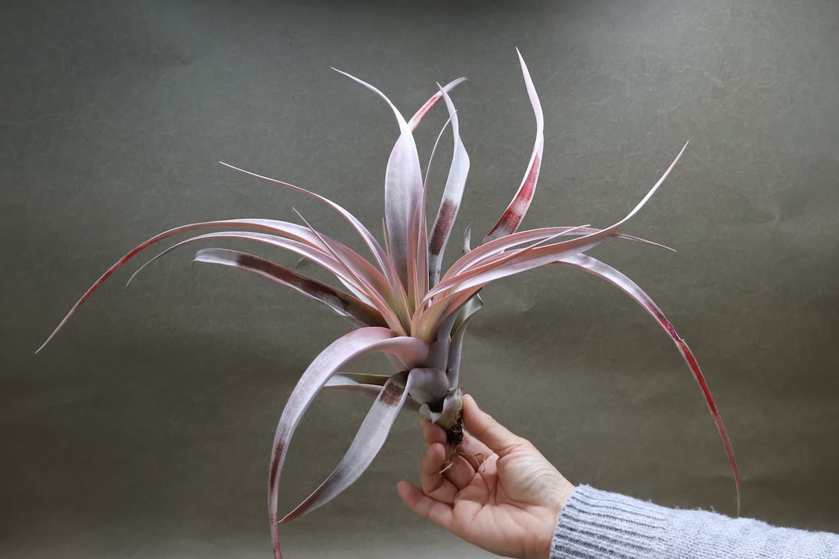 チランジア キセログラフィカ × カピタータ マロン キセログラフィカ ×カピタータ マロン 07号 | air-plants TENGU-DO