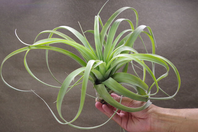 カピタータシルバーローズ × キセログラフィカ 01号 | air-plants TENGU-DO