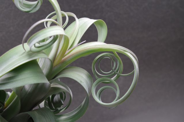 ティランジア カーリースリム × ストレプトフィラ レッド(YCB) ティランジア カーリースリム × ストレプトフィラ レッド(YCB