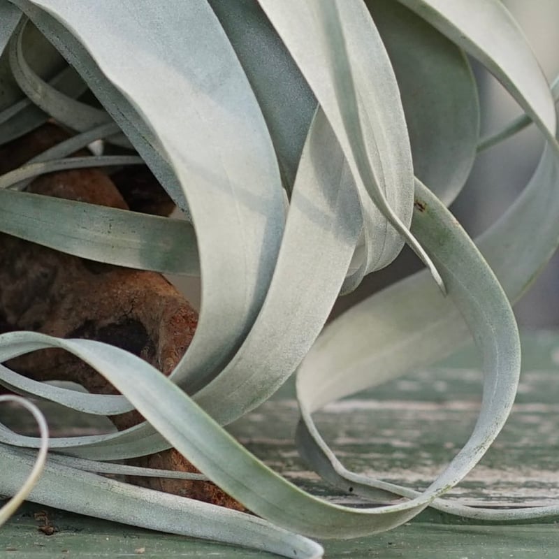 エアープランツ　チランジア　キセログラフィカ　特大　花芽 スタッフ特選】キセログラフィカ 花芽付き B号 | air-plants TENGU-DO