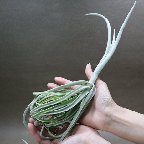 ティランジア | STORES