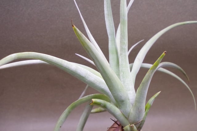 パドレ（ローランドゴッセリニーxチアペンシス）04号 | air-plants