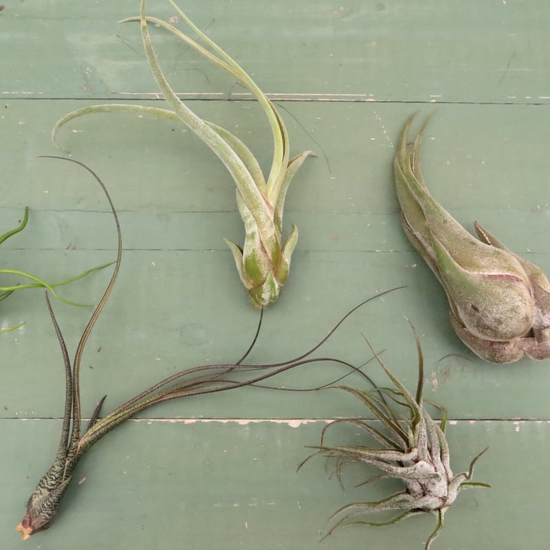 壺型普及種5点セット【スタッフ特選】 | air-plants TENGU-DO