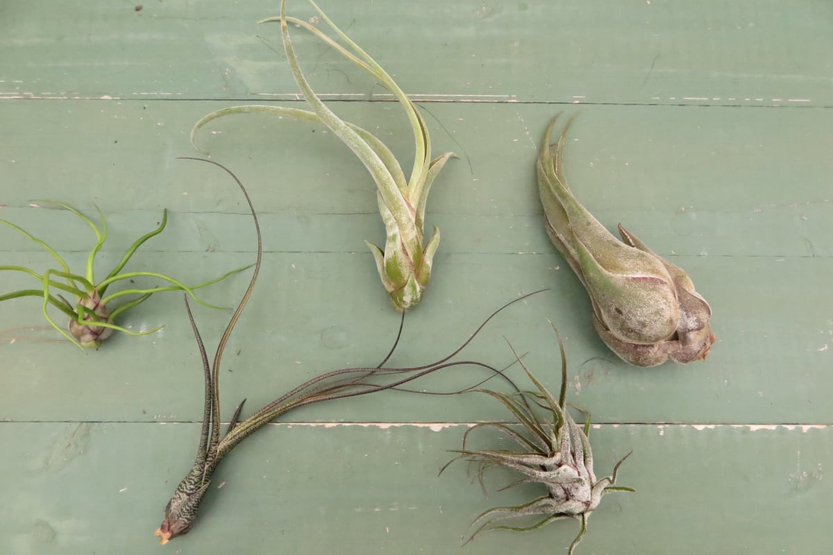 壺型普及種5点セット【スタッフ特選】 | air-plants TENGU-DO