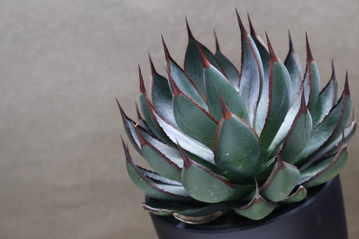 マンガべ プレイングハンズ 01号 | air-plants TENGU-DO