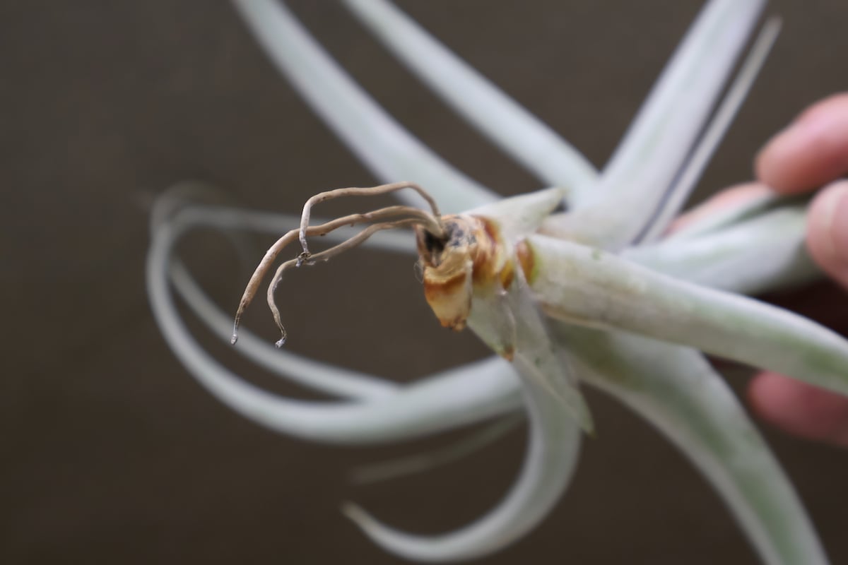 ギリエシークランプ　Tillandsia 美しすぎる4株クランプのキセログラフィカ たっぷり水やり